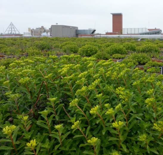 Green Space rooftop image 1.bmp